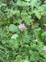 Trifolium pratense