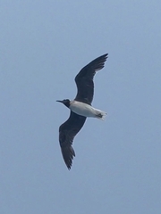 Ichthyaetus leucophthalmus