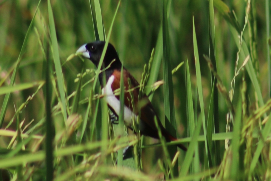 Tricolored Munia