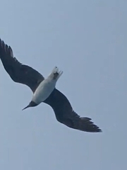 Ichthyaetus leucophthalmus