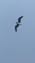 Ichthyaetus leucophthalmus