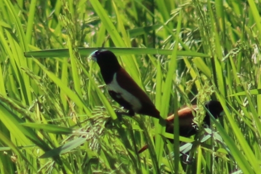 Tricolored Munia