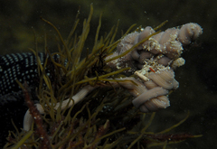 Baseodiscus delineatus