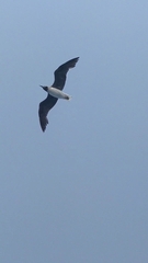 Ichthyaetus leucophthalmus