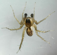 Pardosa atlantica