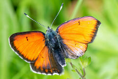 Lycaena candens