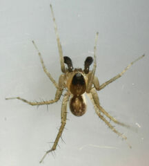 Pardosa atlantica