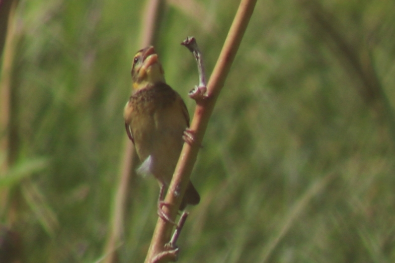 Black-breasted Weaver