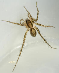 Pardosa atlantica