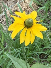 Rudbeckia californica