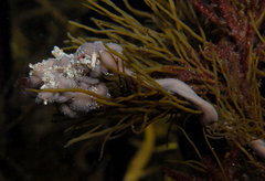 Baseodiscus delineatus