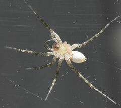 Pardosa atlantica