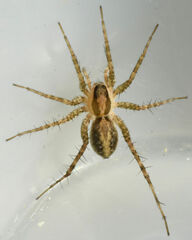 Pardosa delicatula