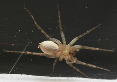 Pardosa delicatula