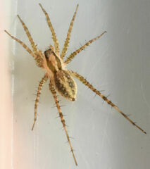 Pardosa delicatula