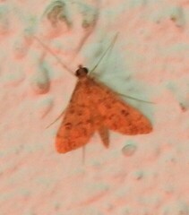 Dolicharthria bruguieralis