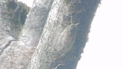 Tanna sozanensis