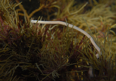 Baseodiscus delineatus