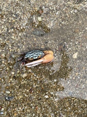 Paraleptuca splendida