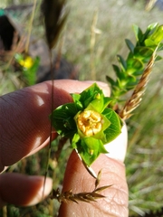Hypericum mexicanum