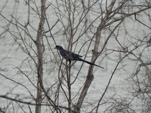 Bristle-crowned Starling (Onychognathus salvadorii), photo 3
