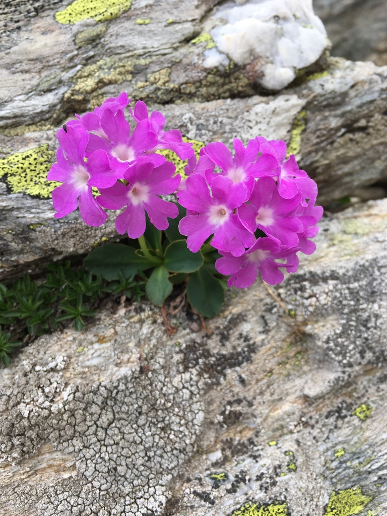 Piedmont Primrose