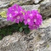 Piedmont Primrose - Photo (c) mario bianco prevot, some rights reserved (CC BY-NC), uploaded by mario bianco prevot