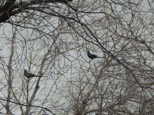 Bristle-crowned Starling (Onychognathus salvadorii), photo 6