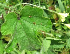 Coccinia hirtella