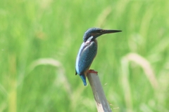 Alcedo atthis