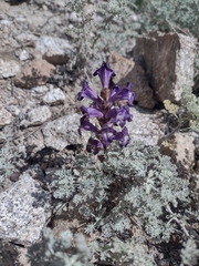 Orobanche amoena