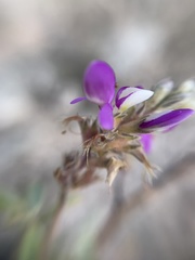 Dalea piptostegia