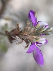 Dalea piptostegia