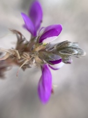 Dalea piptostegia