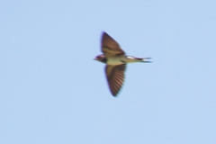 Hirundo rustica