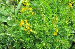 Crotalaria dura