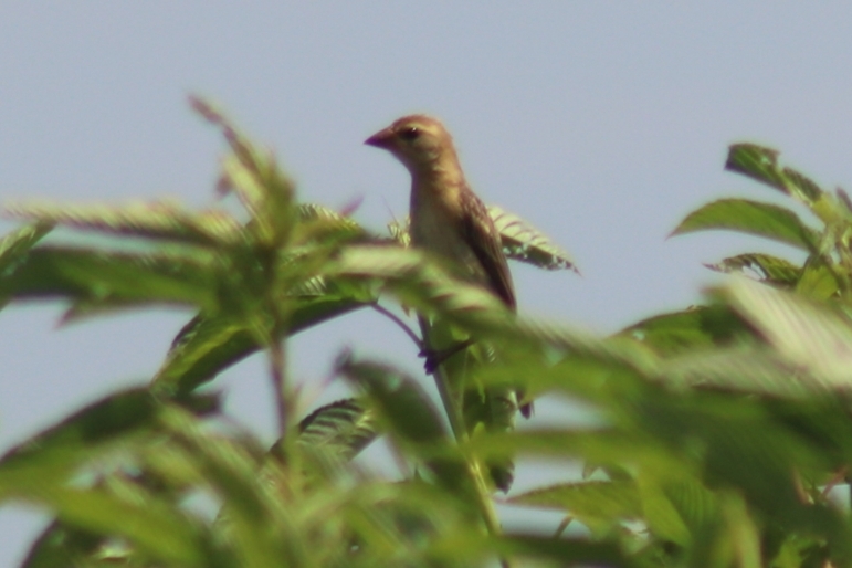Baya Weaver