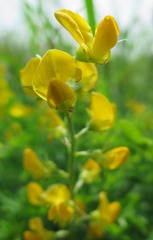 Crotalaria dura