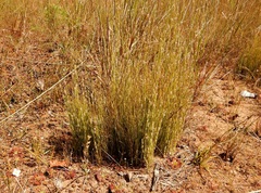 Dapsilanthus spathaceus