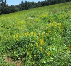 Crotalaria dura