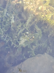 Potamogeton perfoliatus