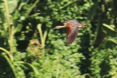 Dendrocygna javanica