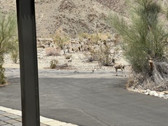 Ovis canadensis nelsoni