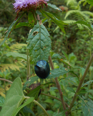Cyrtonota thalassina