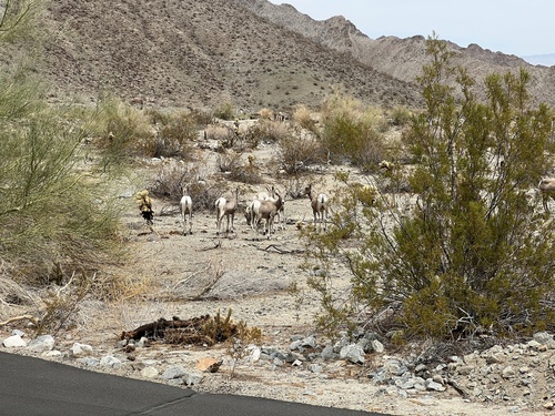 iNaturalist observation photo of Desert Bighorn Sheep