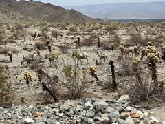 Ovis canadensis nelsoni