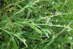 Oxygonum dregeanum