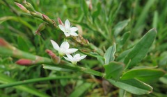 Oxygonum dregeanum
