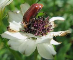 Oxygonum dregeanum
