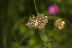 Scorzonera purpurea